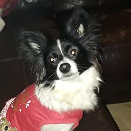 Panda - Papillon