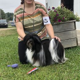 Keke - Havanese