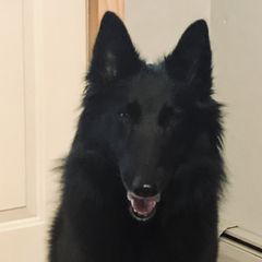 Belgian Sheepdogs from LeSmyths