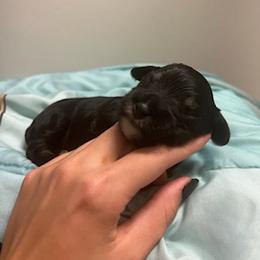 Miniature Schnauzer Puppies from Liv’s Schnauzers
