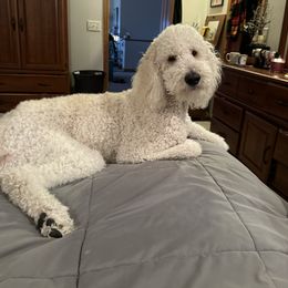 Poodle All Grown Up from Patch of Pines