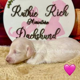 Girl two - Cream female Dachshund puppy in Lakeland, Florida from Ruthie’s Rich Mini Dachshunds