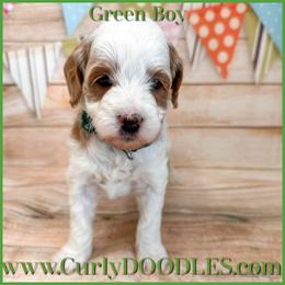 Green Boy - Parti male Goldendoodle puppy in Taneytown, Maryland from Curlydoodles