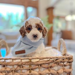 Princeton - Parti male Goldendoodle puppy in Pleasant Grove, Utah from Destination Doodles