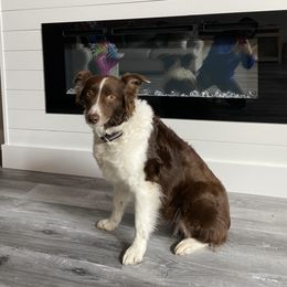 Sadie - Australian Shepherd