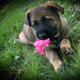 German Shepherd Puppies from Stonewick German Shepherds