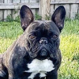 V - French Bulldog