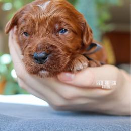 Neon - Red  male Goldendoodle puppy in Salado, Texas from Red Ranch Dogs