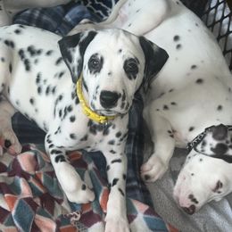 Yellow Girl - White and black Dalmatian puppy in Lakeland, Florida from Ink Spot Canines
