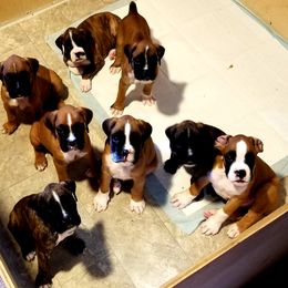 Boxer Puppies from Tabitha Ramirez