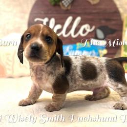Zeke - Piebald male Dachshund puppy in Hensley, Arkansas from The Dachshund Barn