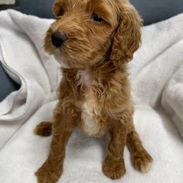 Boy-1 - Red  male Poodle puppy in Sn Bernrdno, California from JennieMiniPets