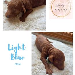 Light Blue - Male - Red  male Poodle puppy in Lima, Ohio from Buckeye Red Standard Poodles