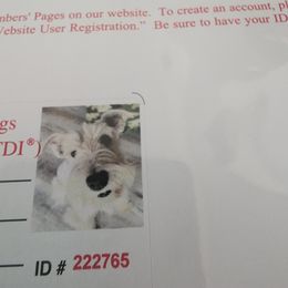 ARYA - Miniature Schnauzer