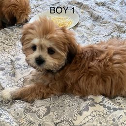 Boy1 - Golden male Lhasa Apso puppy in Bethpage, New York from Tibetan Tails