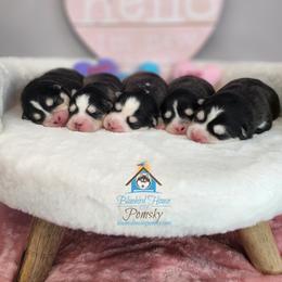 Pomsky Puppies from Bluebird House of Pomsky