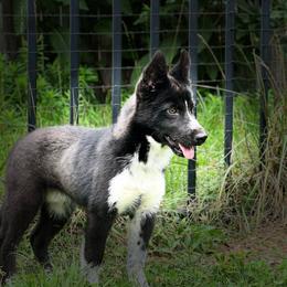 Khaos - Black and white male Siberian Husky puppy in Virginia from WJKennels