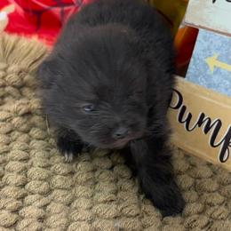 AKC Pink - Black and tan parti female Pomeranian puppy in Byron, Georgia from Tracys Pom Palace