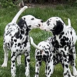 Dalmatians from Lylian's Dalmatians
