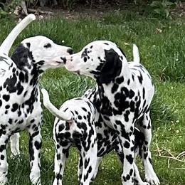 Dalmatians from Lylian's Dalmatians