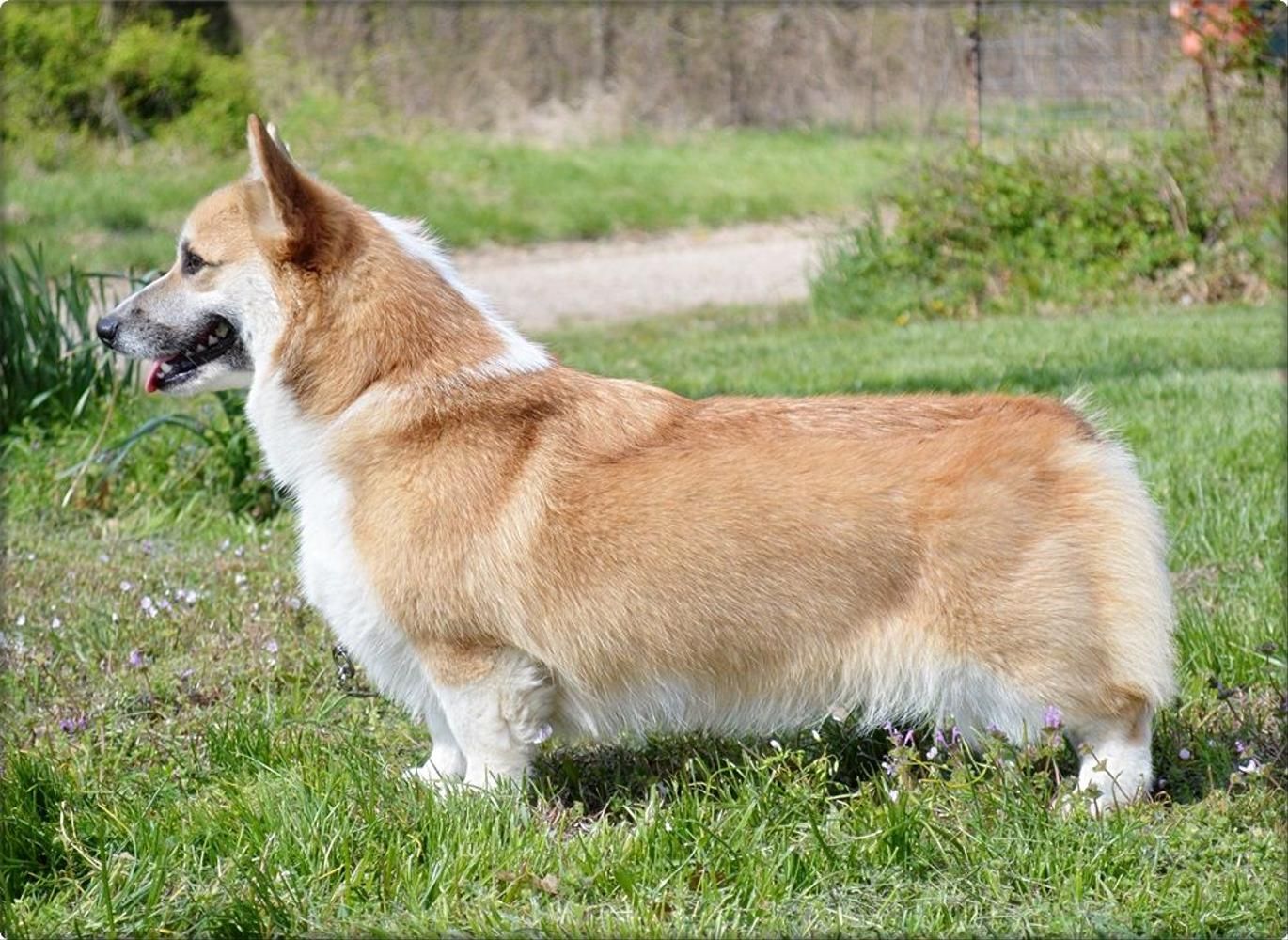 Um Corgi em pose para um perfil elegante