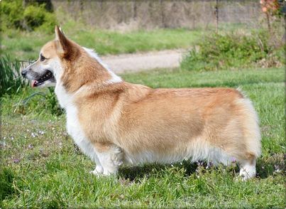 A Corgi stands for an elegant side profile