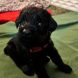 'Graysen' -Pink collar - Black male Giant Schnauzer puppy in Atoka, Oklahoma from Hannah's Haus & Farm