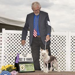 Chinese Cresteds, Ibizan Hounds, and Russian Toys from Frozen Star Kennels