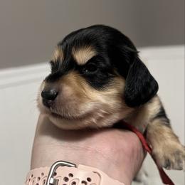 Oreo   AKC PRA  CLEAR - Black and cream female Dachshund puppy in Miami, Florida from Maitime Dachshund
