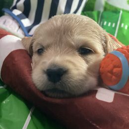 Ella (dusty Blue) - Golden female Golden Retriever puppy in Gainesville, Florida from Heart and Soul Dog Breeding, Inc.
