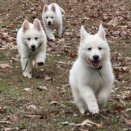 Berger Blanc Suisse Puppies from Wynter Spirit Kennels