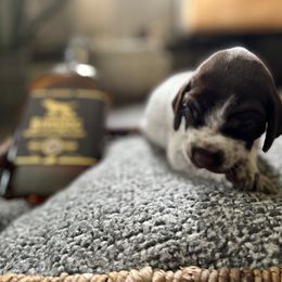 German Shorthaired Pointer Puppies from Bequest German Shorthaired Pointers