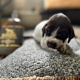 German Shorthaired Pointer Puppies from Bequest German Shorthaired Pointers
