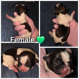 Female 4 - Brindle female Shih Tzu puppy in Tucson, Arizona from Jocelyn DeMarco's Shih Tzus
