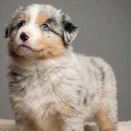 Thor - Blue merle male Australian Shepherd puppy in Springfield, Oregon from Shelter Cove Aussies