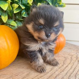 Cypress - Blue and tan male Pomeranian puppy in Buck Valley, Pennsylvania from Buck Valley Pomeranians