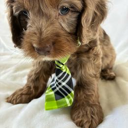 Philip - Merle male Cockapoo puppy in Adrian, Oregon from ApplebyFarm