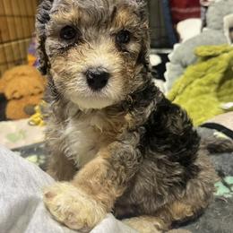 Polar - Blue merle male Bernedoodle puppy in Springfield, Missouri from Doodle Dandy Bernedoodles & Aussiedoodles