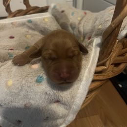 Maizey - Yellow female Labrador Retriever puppy in North Chesterfield, Virginia from Lake Crystal Farms Labradors