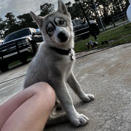 Siberian Husky Puppies from Hargaden Huskies