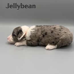 Jellybean - Blue merle female Aussiedoodle puppy in Paragould, Arkansas from AC Doodles & Corgis