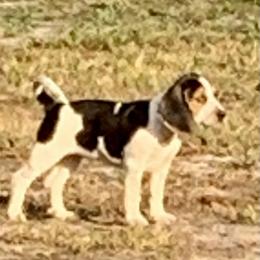 Beagle Puppies from Southern Skye Farm