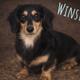 Winston
