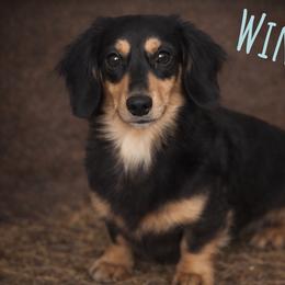 Winston - Dachshund