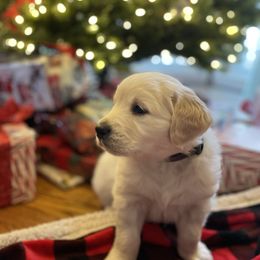 Golden Retriever puppies from English Cream Goldens in Georgia