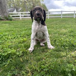 German Shorthaired Pointer Puppies from Red Clay Kennels