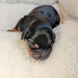 Boy 2 - Black male Schnoodle puppy in Holmesville, Ohio from Pawsome Puppies