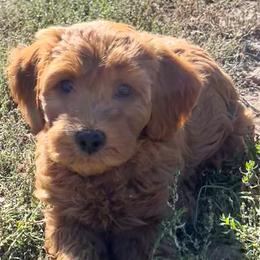 Eden's Blue Male - Apricot male Goldendoodle puppy in Great Falls, Montana from Montana Goldendoodles