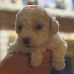 White girl - White female Lagotto Romagnolo puppy in Chicago, Illinois from Midwest Lagotto Romagnolo