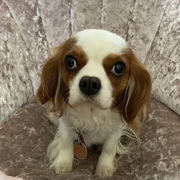 MieMie - Poodle
